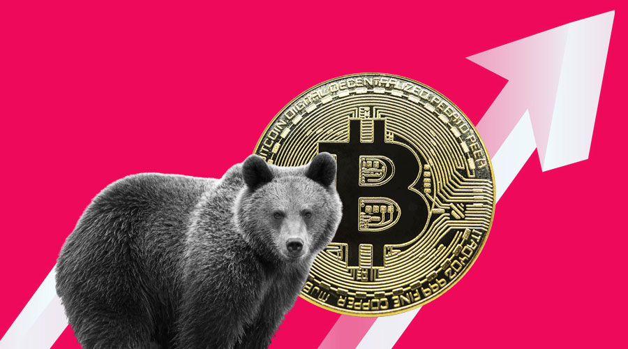 bitcoin-bear.jpeg