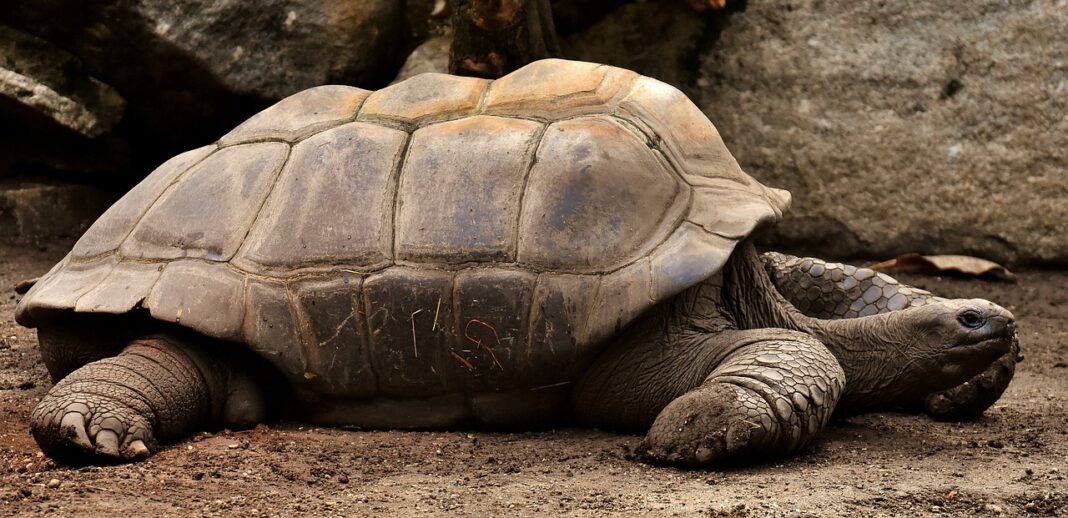giant-tortoises-g78c59d904_1280.jpg