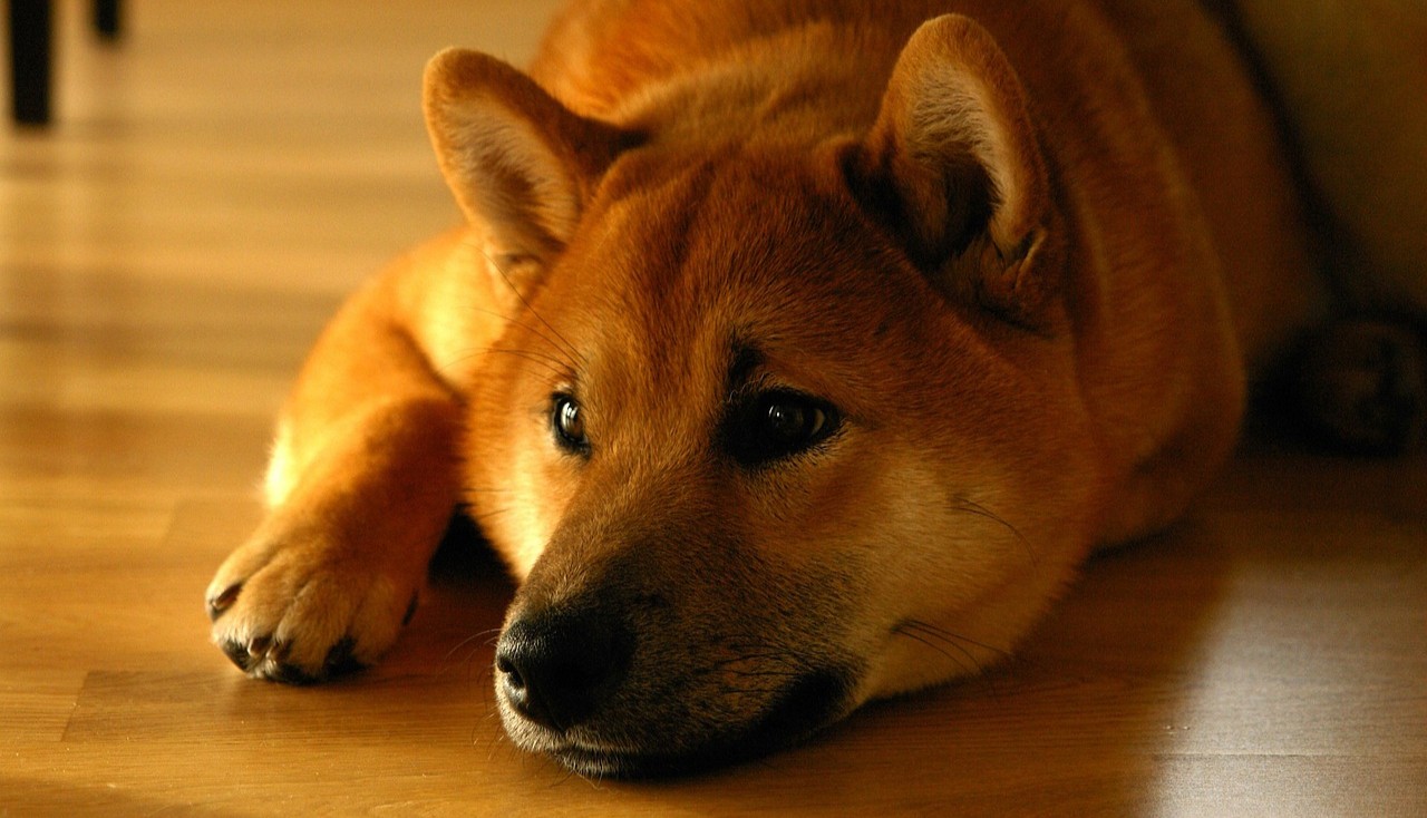 a_748943.jpg